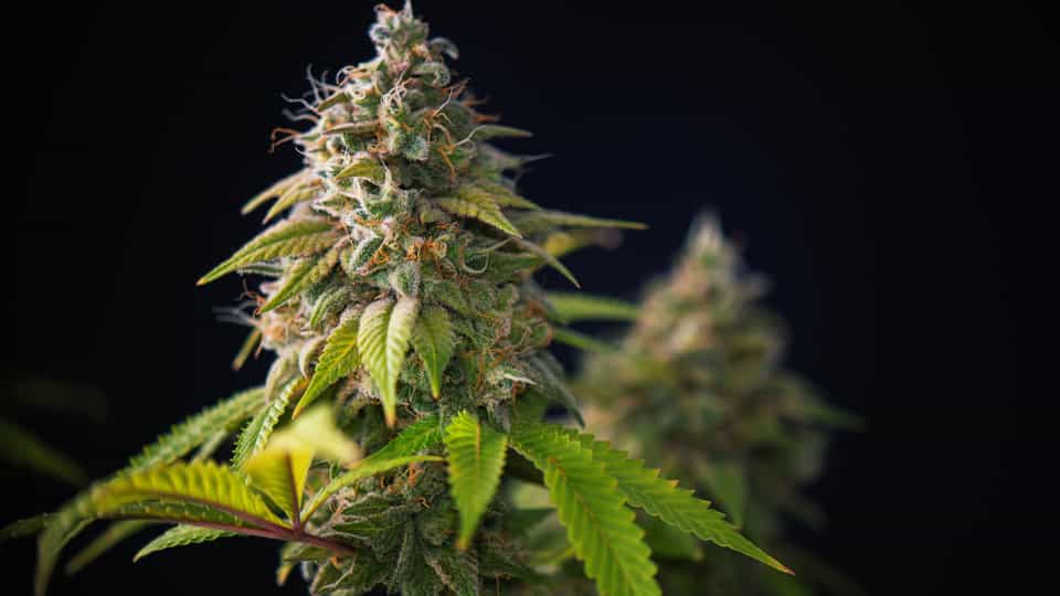 Acb The Cannabis Stock Review