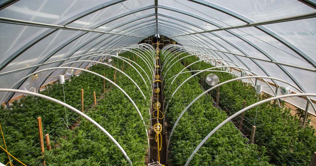 : SNDL | Sundial Growers Inc. News, Ratings, and Charts