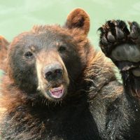 bear-waving