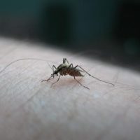 mosquito