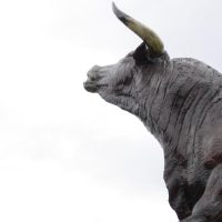 bull