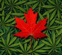 Marijuana canadian flag