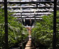 Marijuana Farm