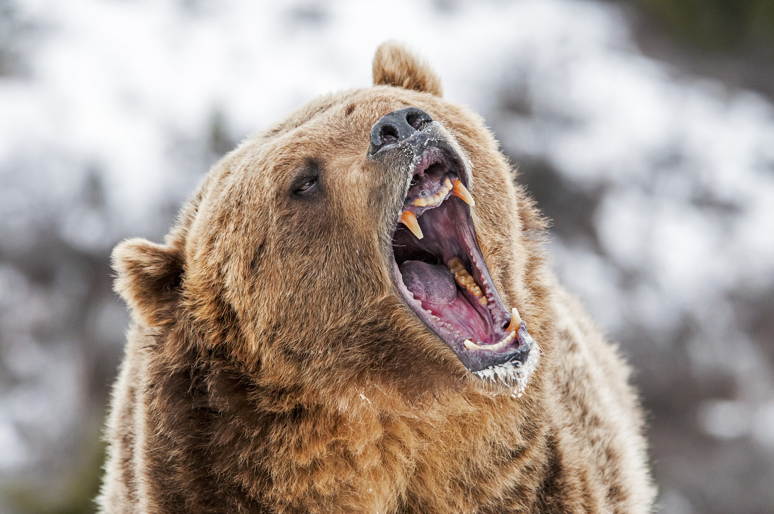 Открывай пасть. Медведь Гризли злой. Медведь Гризли оскал. Медведь Гризли с медвежатами. Гризли Беар.