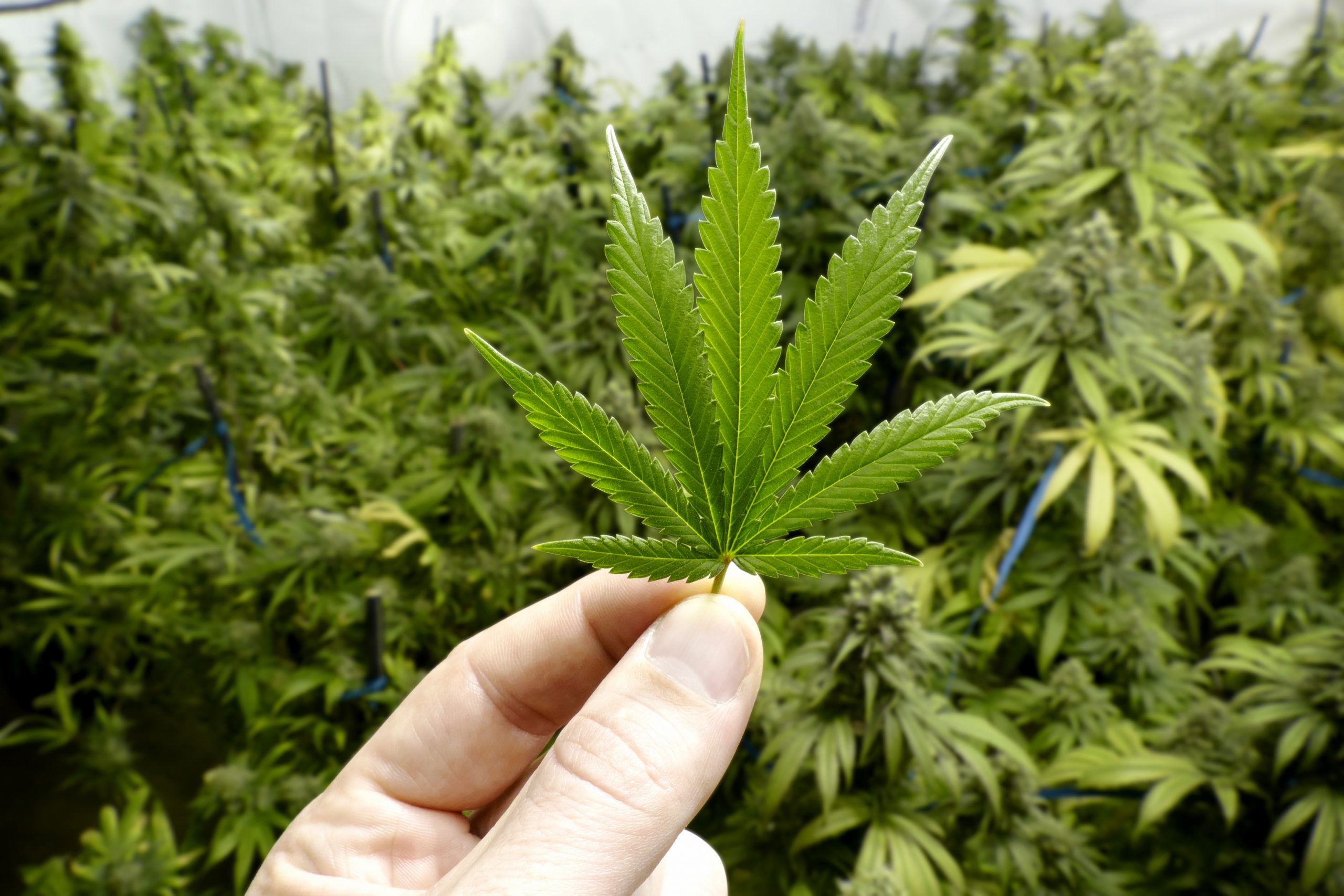 Hemp, Inc(HEMP) Sensational Breaking News - Cannabis Investor News